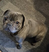 französische bulldogge