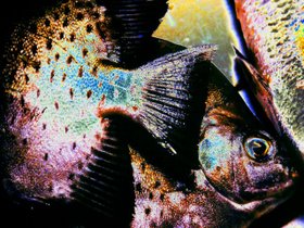 5. Gefleckter Butterfisch,  Solarisation Arts, Picture taken on the Philippines