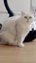 Hauskatze Nelli