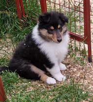 Collie Langhaar amerikanisch Welpen