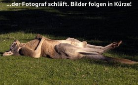 VW BEETLE 1.2 TSI DESIGN LEDER ALU GRA PDC KLIMA